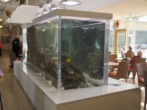 Aquarium en acrylique